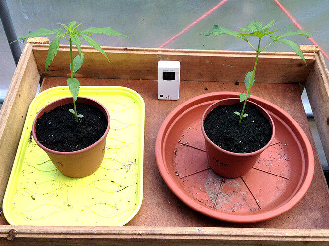 Growreport Bild 31