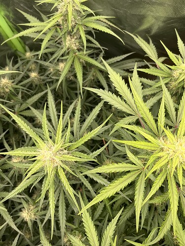 Growreport Bild 2