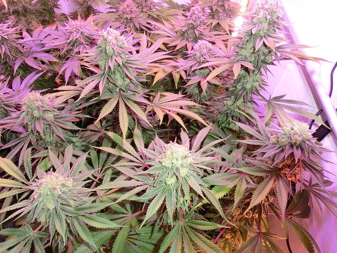 Growreport Bild 12
