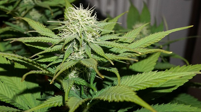 Growreport Bild 5