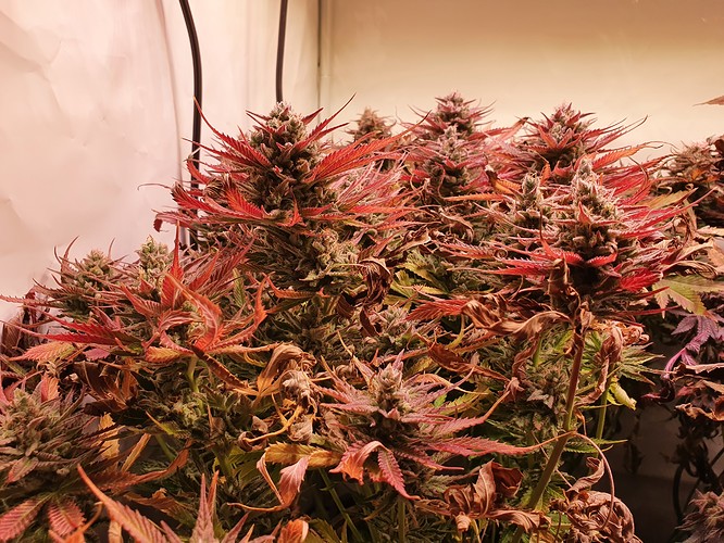 Growreport Bild 3