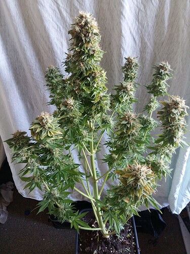 Growreport Bild 20