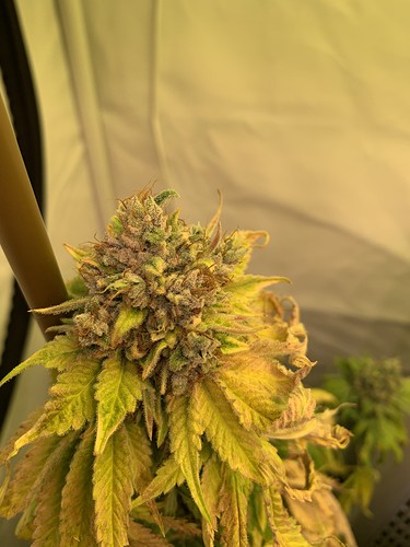 Growreport Bild 4
