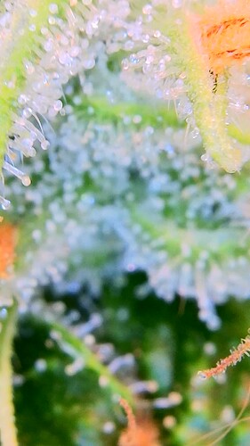Growreport Bild 9