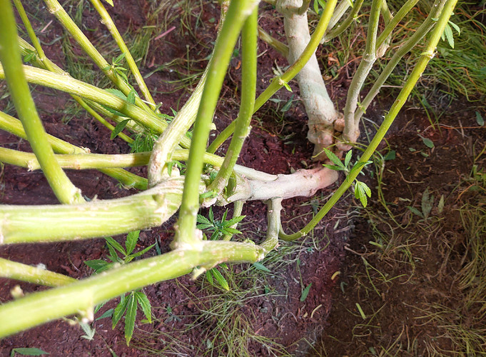 Growreport Bild 17