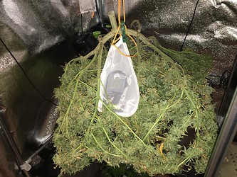 Growreport Bild 17