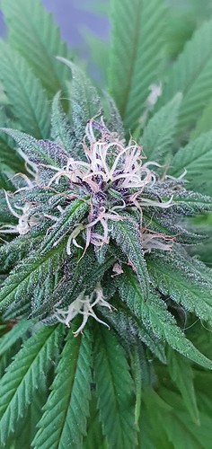 Growreport Bild 21