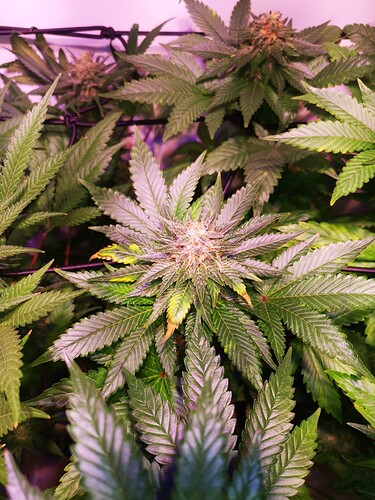 Growreport Bild 2