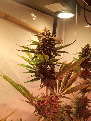 Growreport Bild 8