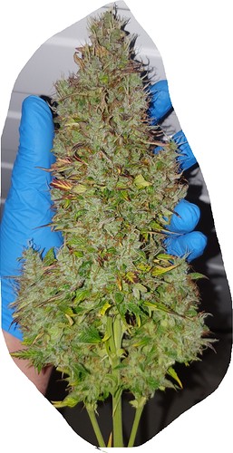 Growreport Bild 18