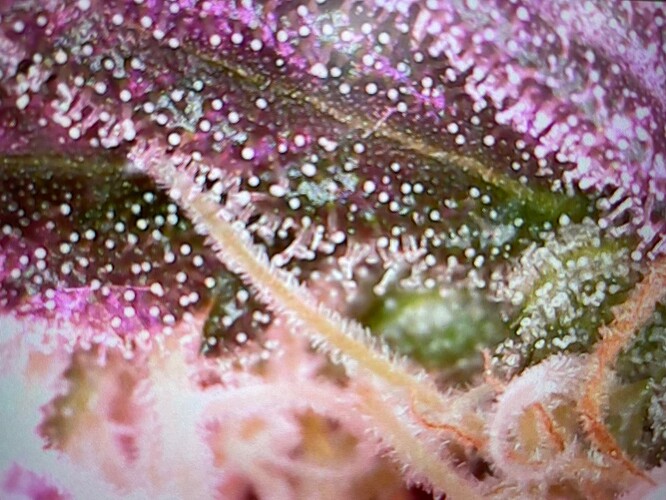 Growreport Bild 10