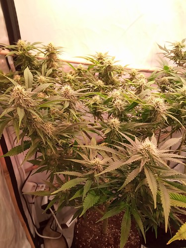 Growreport Bild 74