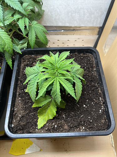Growreport Bild 7