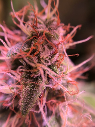 Growreport Bild 28