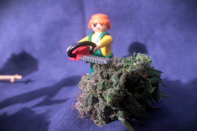 Growreport Bild 14
