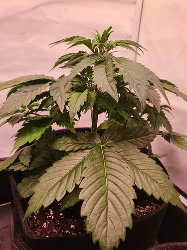 Growreport Bild 8