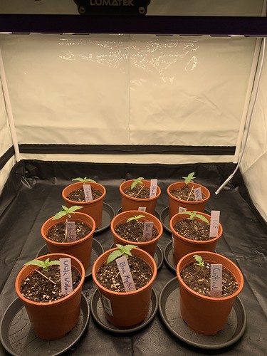 Growreport Bild 5