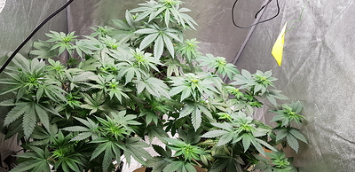 Growreport Bild 12