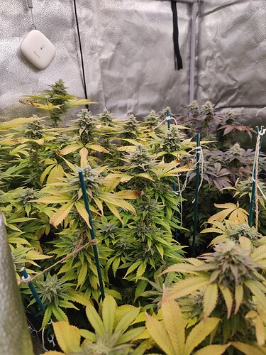 Growreport Bild 5