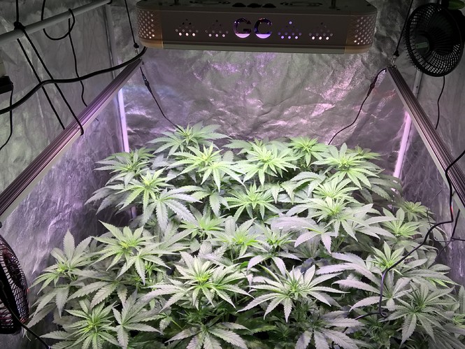 Growreport Bild 1