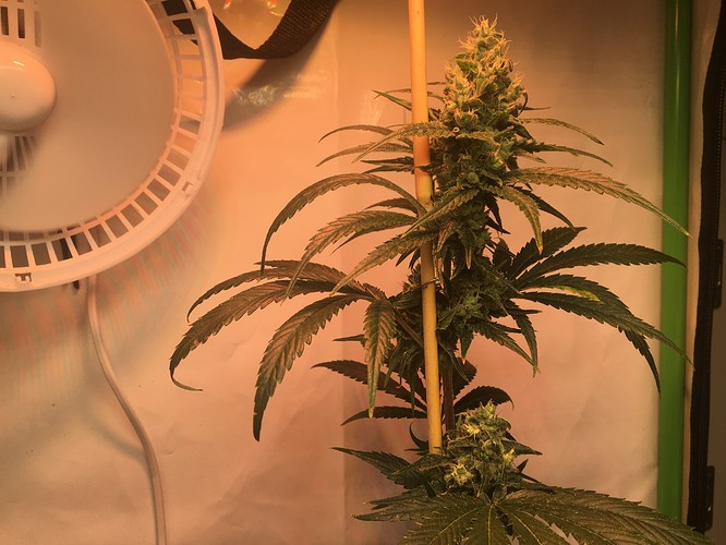 Growreport Bild 15