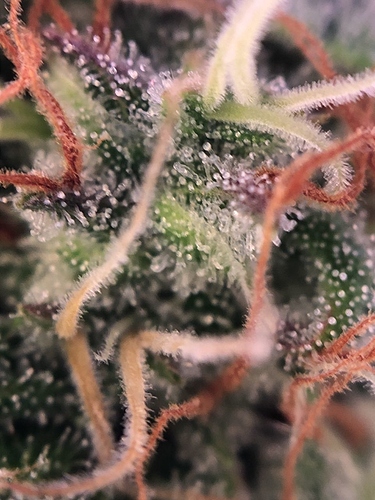 Growreport Bild 32
