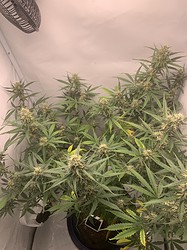 Growreport Bild 1