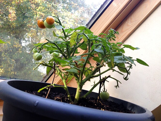 TomateChili221020_04