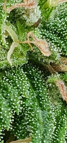 Growreport Bild 14