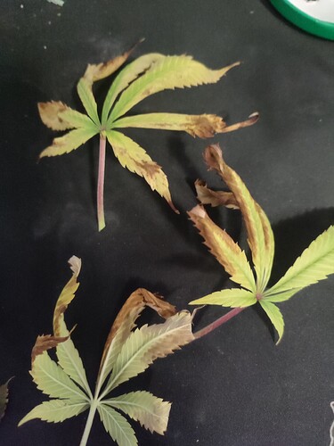 Growreport Bild 1