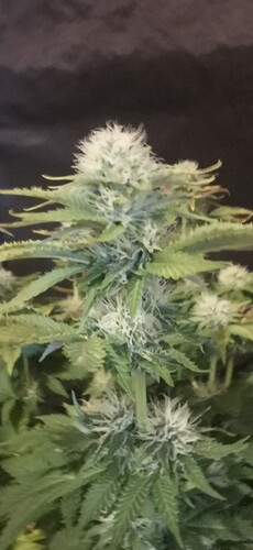 Growreport Bild 23