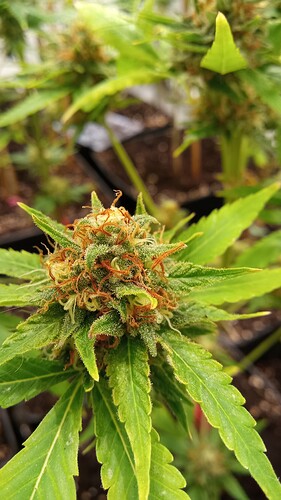 Growreport Bild 7
