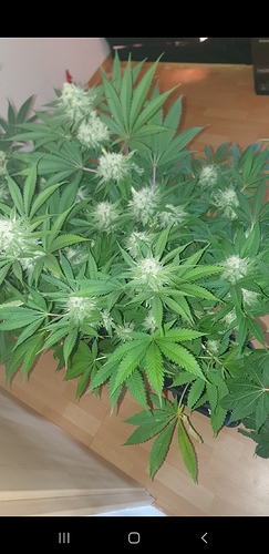 Growreport Bild 6