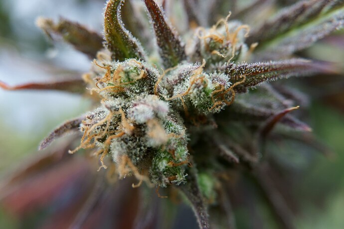Growreport Bild 8