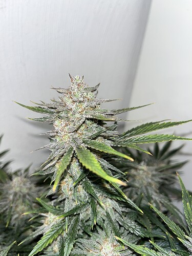Growreport Bild 2