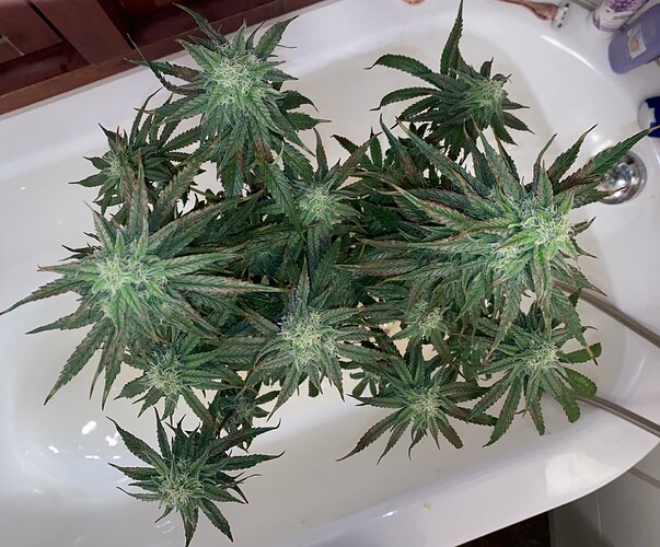 Growreport Bild 3