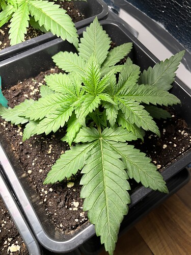 Growreport Bild 8