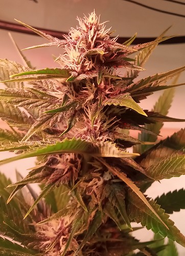 Growreport Bild 72