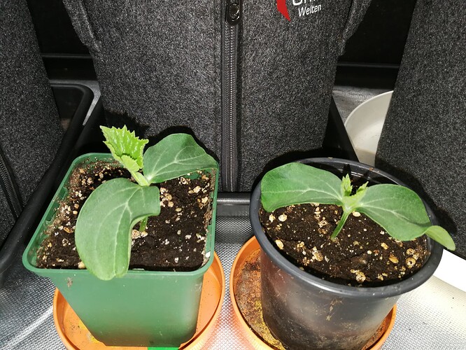 Growreport Bild 130