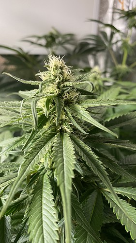 Growreport Bild 15