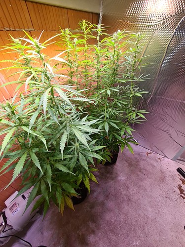 Growreport Bild 6
