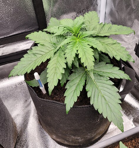Growreport Bild 164