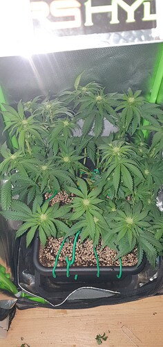 Growreport Bild 2