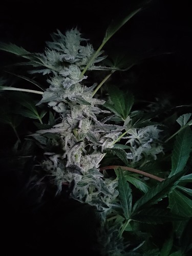 Growreport Bild 12