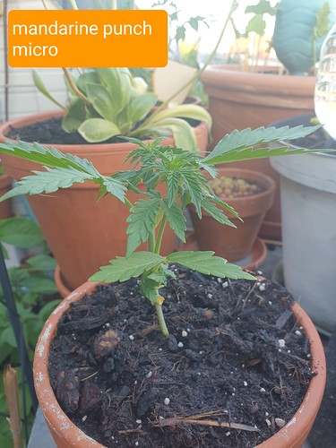 Growreport Bild 2