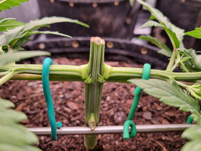 Growreport Bild 42