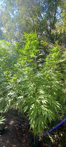 Growreport Bild 3