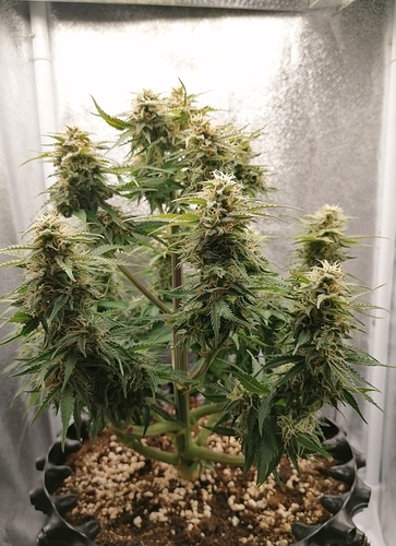 Growreport Bild 10