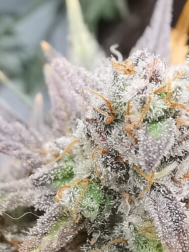 Growreport Bild 32