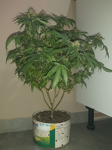 Growreport Bild 4